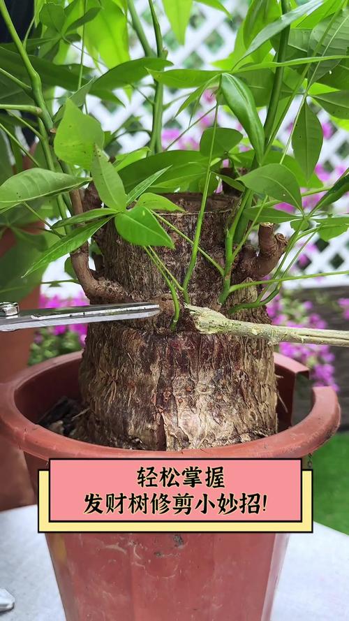大型发财树怎么修剪才好看？-第2张图片-宁夏农业信息网