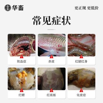 水产用聚维酮碘消毒剂效果如何？-第3张图片-宁夏农业信息网