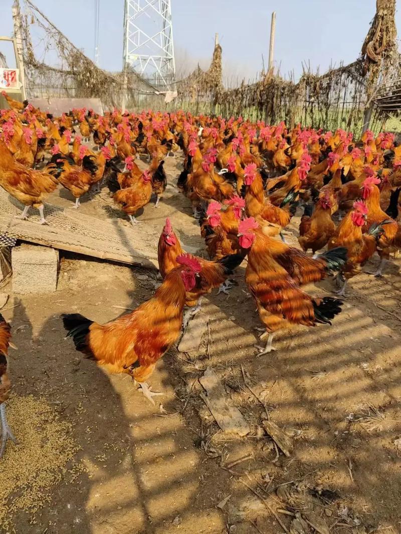 哪些土鸡公品种长得快?-第1张图片-宁夏农业信息网 哪些土鸡公品种长得快?-第1张图片-宁夏农业信息网