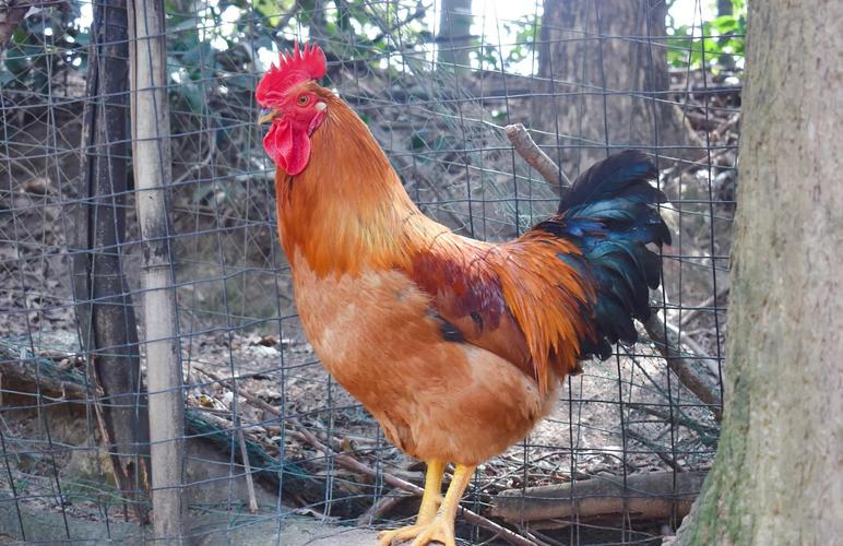 哪些土鸡公品种长得快？-第3张图片-宁夏农业信息网