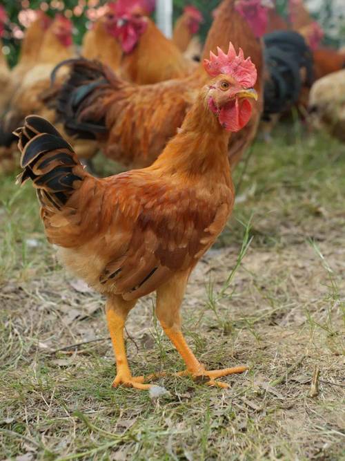 哪些土鸡公品种长得快?-第2张图片-宁夏农业信息网 哪些土鸡公品种长得快?-第2张图片-宁夏农业信息网