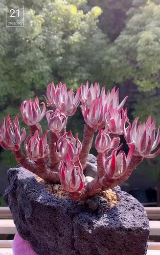 仙女杯多肉品种到底分几类?-第1张图片-宁夏农业信息网 仙女杯多肉品种到底分几类?-第1张图片-宁夏农业信息网