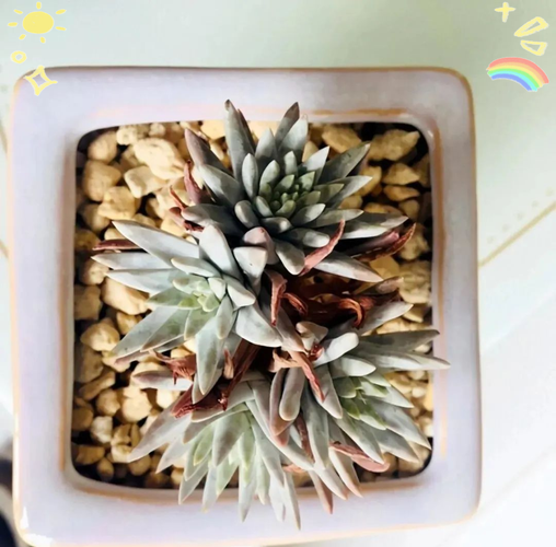 仙女杯多肉品种到底分几类?-第3张图片-宁夏农业信息网 仙女杯多肉品种到底分几类?-第3张图片-宁夏农业信息网