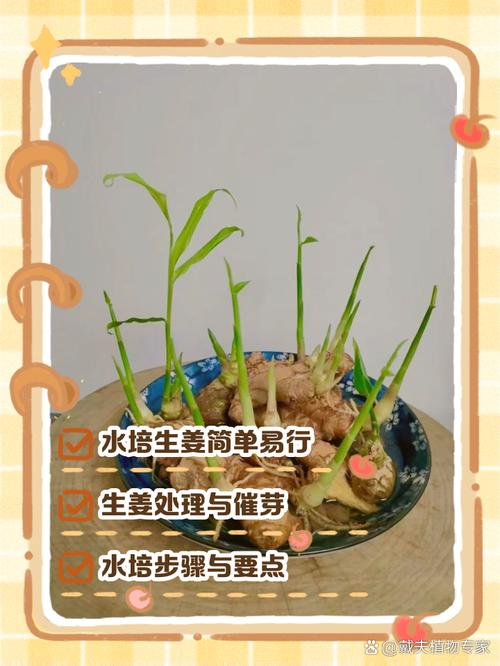 生水培姜怎么制作方法-第2张图片-宁夏农业信息网