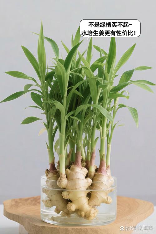 生水培姜怎么制作方法-第3张图片-宁夏农业信息网