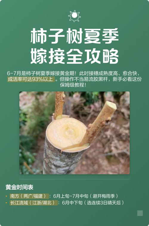 柿子树嫁接方法有哪些？图解步骤是怎样的？-第1张图片-宁夏农业信息网