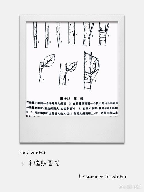 柿子树嫁接方法有哪些？图解步骤是怎样的？-第3张图片-宁夏农业信息网