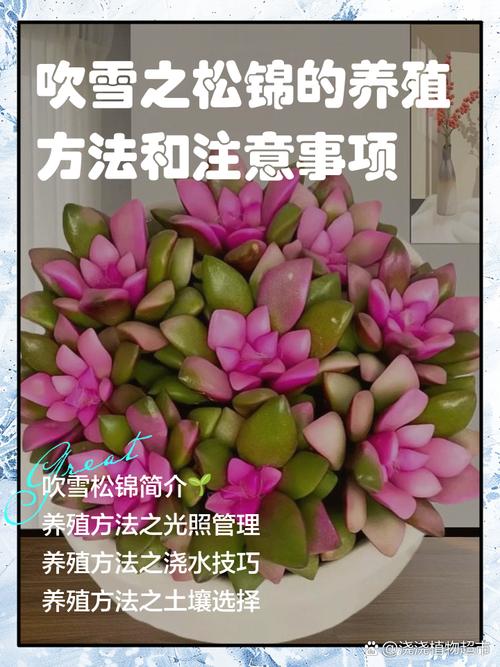 吹雪之松怎么养才好看？-第1张图片-宁夏农业信息网