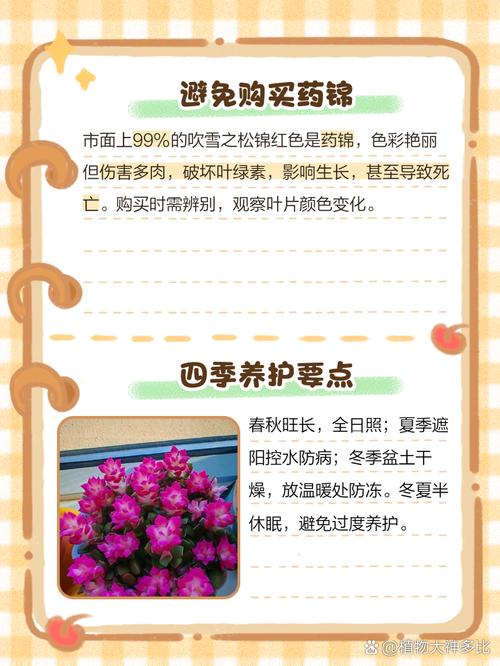 吹雪之松怎么养才好看？-第2张图片-宁夏农业信息网