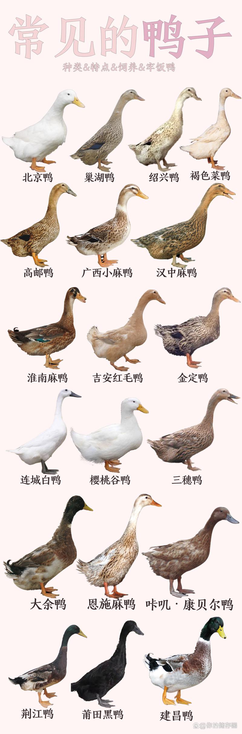 鸭有哪些品种?附图片大全集-第1张图片-宁夏农业信息网 鸭有哪些品种?附图片大全集-第1张图片-宁夏农业信息网