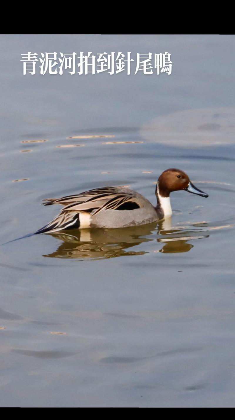 鸭有哪些品种?附图片大全集-第3张图片-宁夏农业信息网 鸭有哪些品种?附图片大全集-第3张图片-宁夏农业信息网
