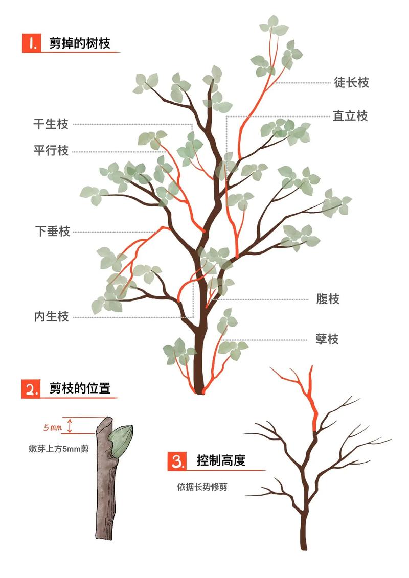 树干分株繁殖方法叫什么？-第2张图片-宁夏农业信息网