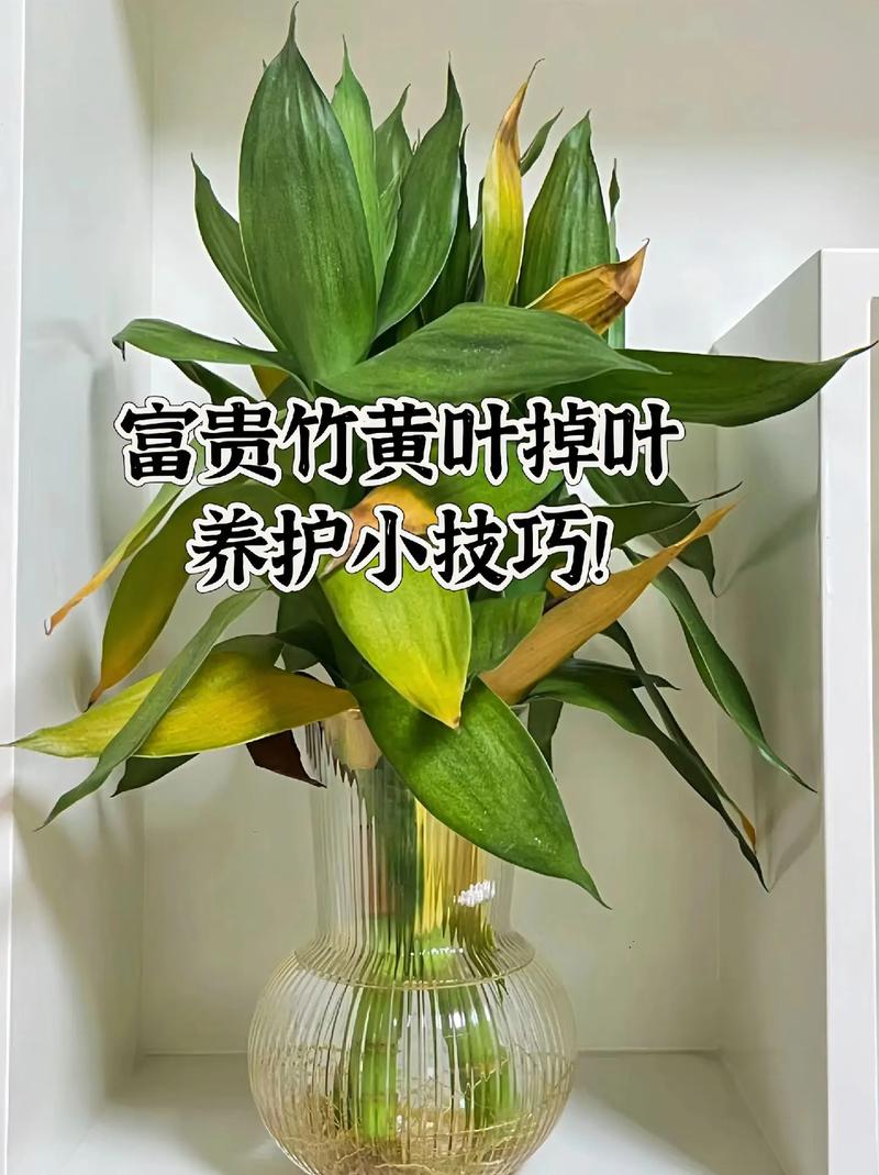 富贵竹叶子黄了怎么变绿？-第2张图片-宁夏农业信息网