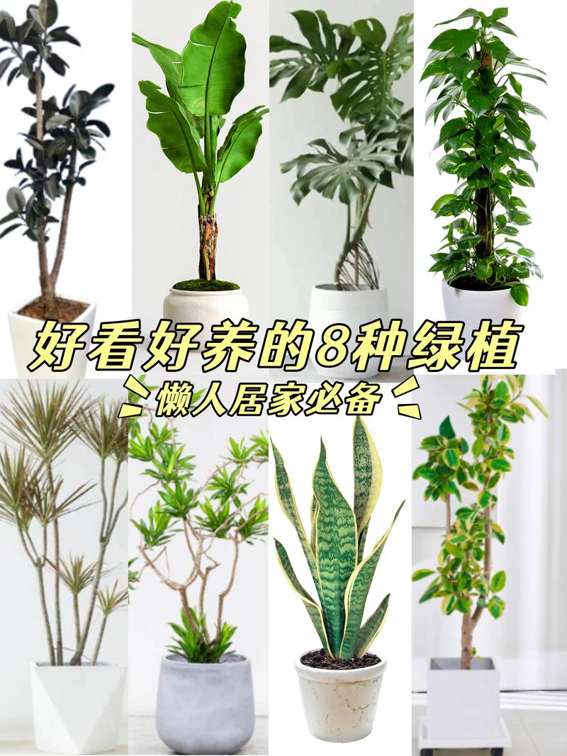 中型橡皮树有哪些常见品种？-第1张图片-宁夏农业信息网