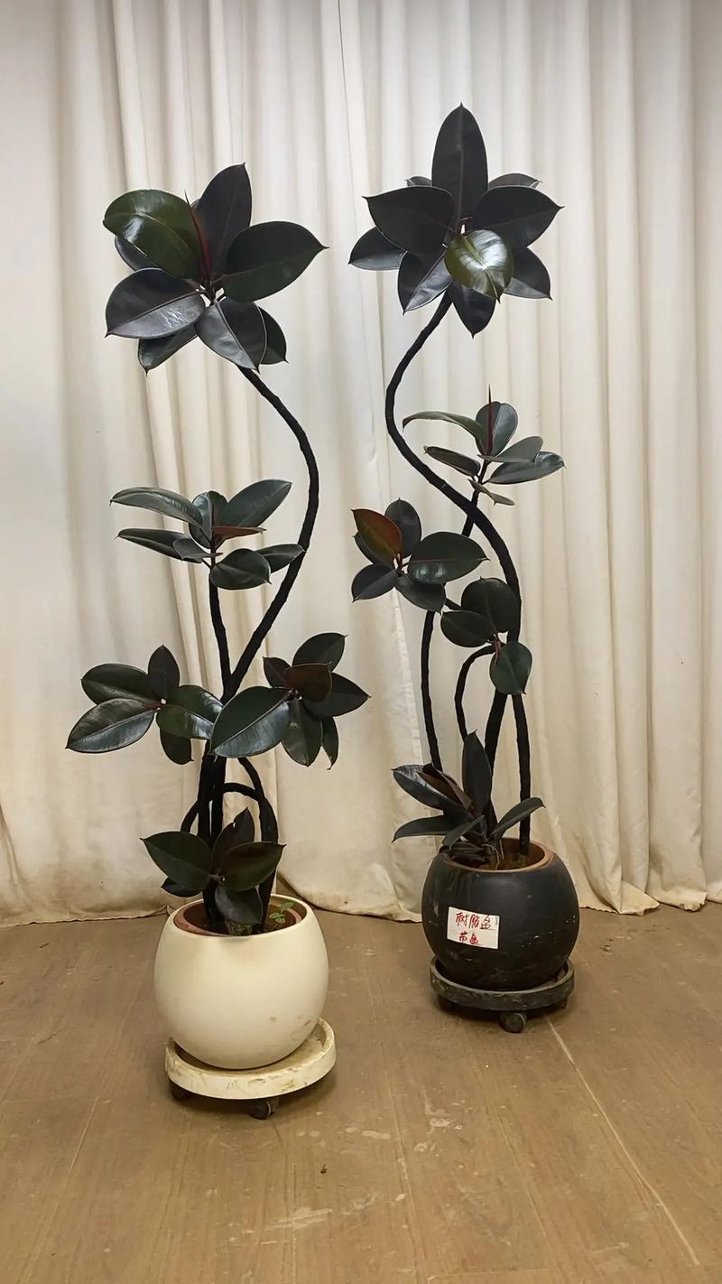 中型橡皮树有哪些常见品种？-第3张图片-宁夏农业信息网