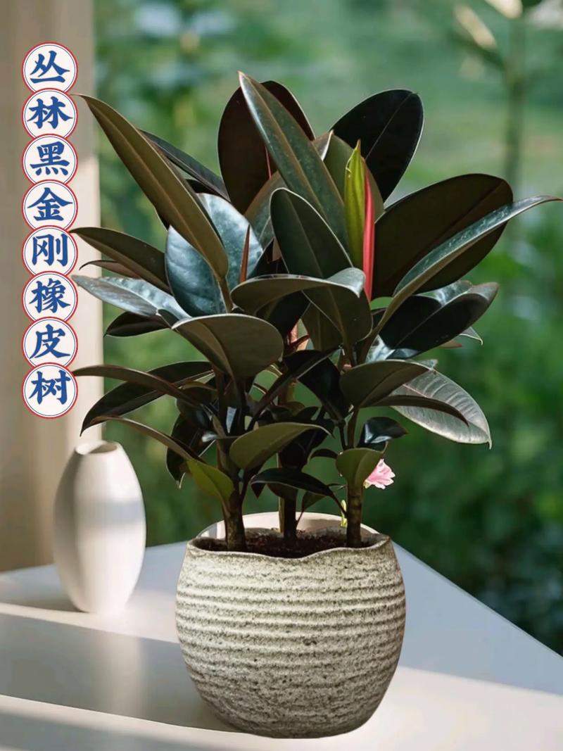 中型橡皮树有哪些常见品种？-第2张图片-宁夏农业信息网