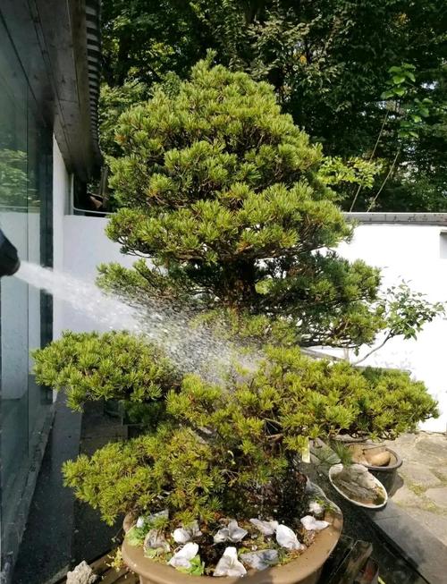 五针松施肥，何时施？怎么施？-第1张图片-宁夏农业信息网