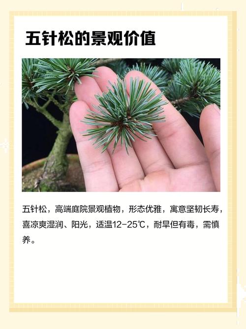 五针松施肥，何时施？怎么施？-第2张图片-宁夏农业信息网