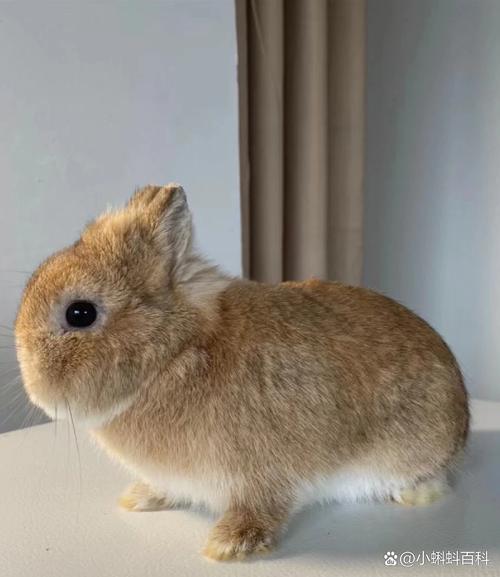 什么品种兔子适合散养？-第2张图片-宁夏农业信息网