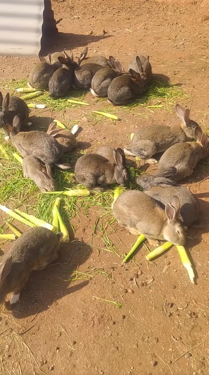 什么品种兔子适合散养？-第1张图片-宁夏农业信息网