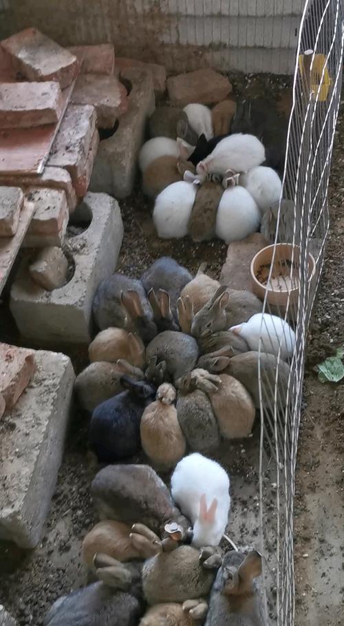 什么品种兔子适合散养？-第3张图片-宁夏农业信息网