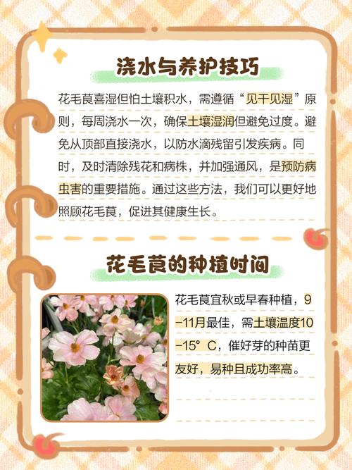 花毛茛土地播种怎么操作？-第3张图片-宁夏农业信息网