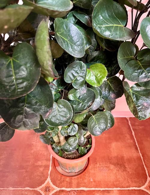 金钱兜换土要怎么做？-第1张图片-宁夏农业信息网