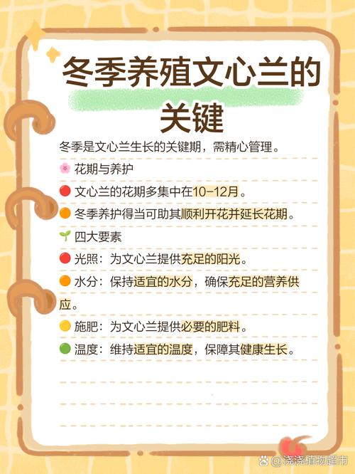 文心兰冬天怎么养才安全？-第1张图片-宁夏农业信息网