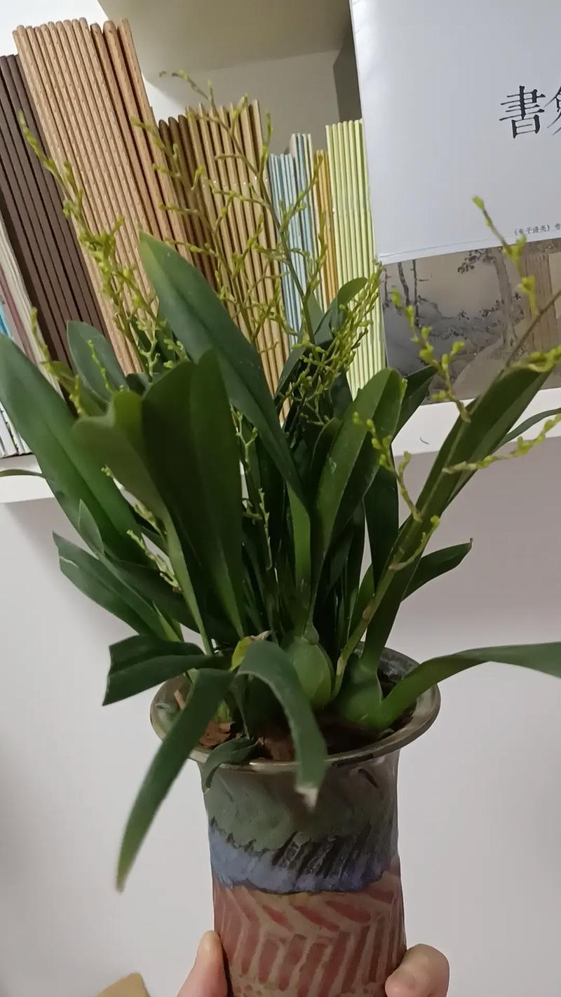 文心兰冬天怎么养才安全？-第2张图片-宁夏农业信息网