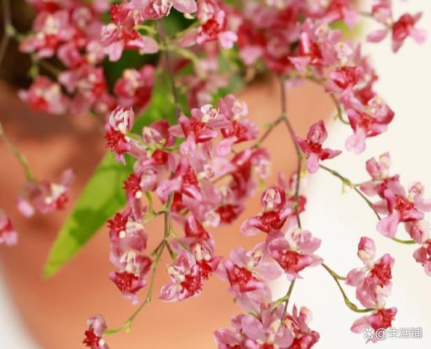 文心兰冬天怎么养才安全？-第3张图片-宁夏农业信息网