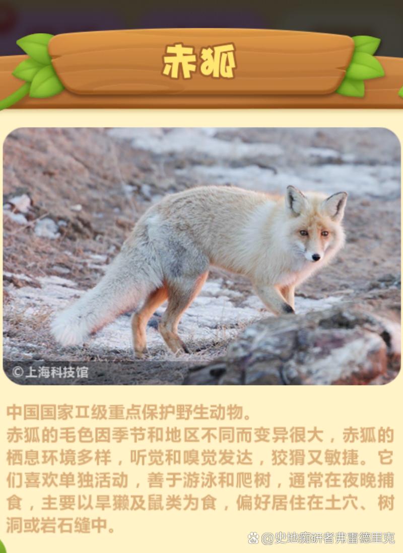 狐狸优良品种有哪些？-第1张图片-宁夏农业信息网