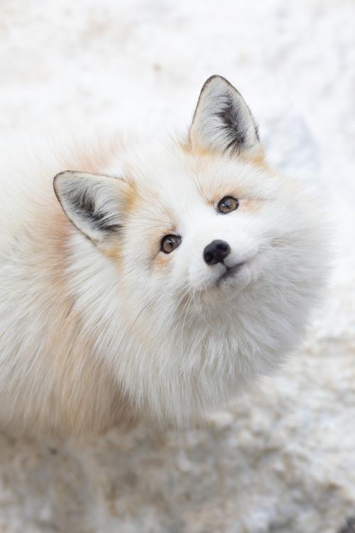 狐狸优良品种有哪些？-第2张图片-宁夏农业信息网