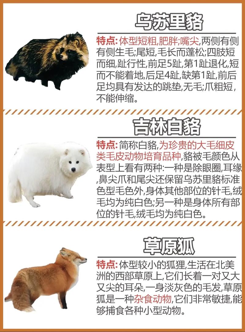 狐狸优良品种有哪些？-第3张图片-宁夏农业信息网