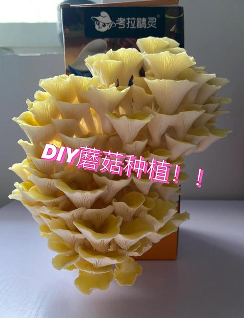 金针菇根部怎么种？剪根后还能再生长吗？-第1张图片-宁夏农业信息网