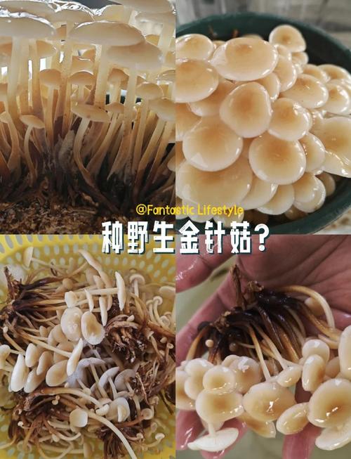 金针菇根部怎么种？剪根后还能再生长吗？-第2张图片-宁夏农业信息网