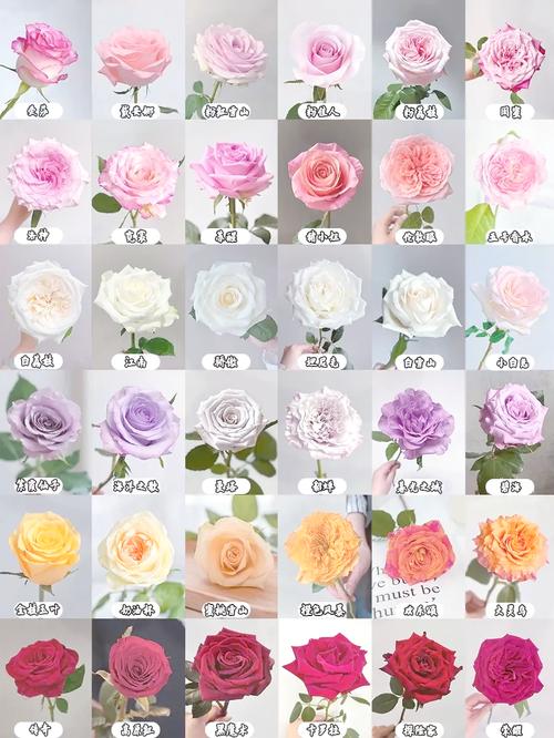 玫瑰品种到底有多少种？-第2张图片-宁夏农业信息网