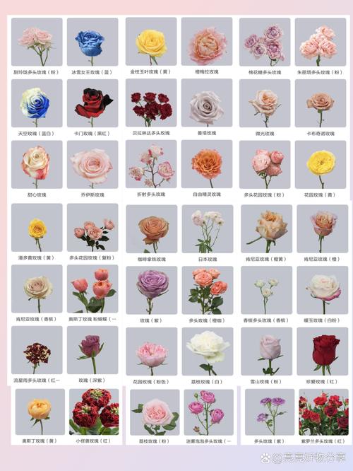 玫瑰品种到底有多少种？-第1张图片-宁夏农业信息网