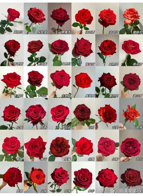 玫瑰品种到底有多少种？-第3张图片-宁夏农业信息网