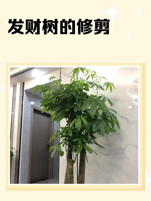发财树修剪该剪哪里才好？-第1张图片-宁夏农业信息网