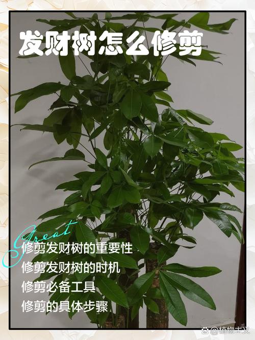 发财树修剪该剪哪里才好？-第3张图片-宁夏农业信息网