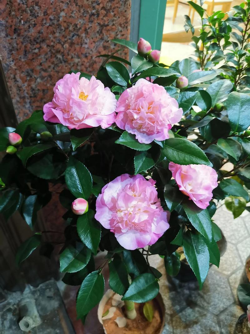 茶花品种哪里最好？-第1张图片-宁夏农业信息网