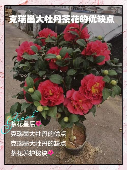 茶花品种哪里最好？-第2张图片-宁夏农业信息网