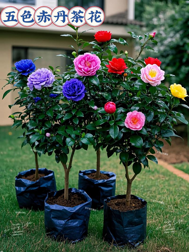 茶花品种哪里最好？-第3张图片-宁夏农业信息网