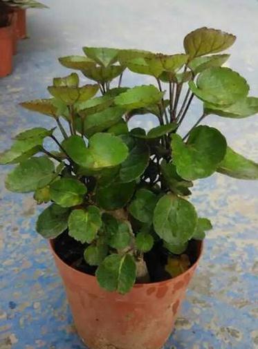 钱兜花扦插怎么养才活？-第1张图片-宁夏农业信息网