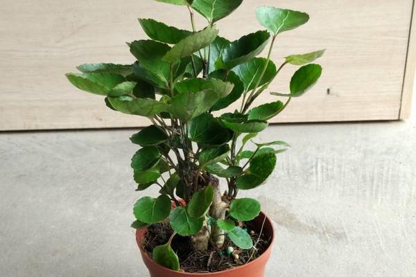 钱兜花扦插怎么养才活？-第2张图片-宁夏农业信息网