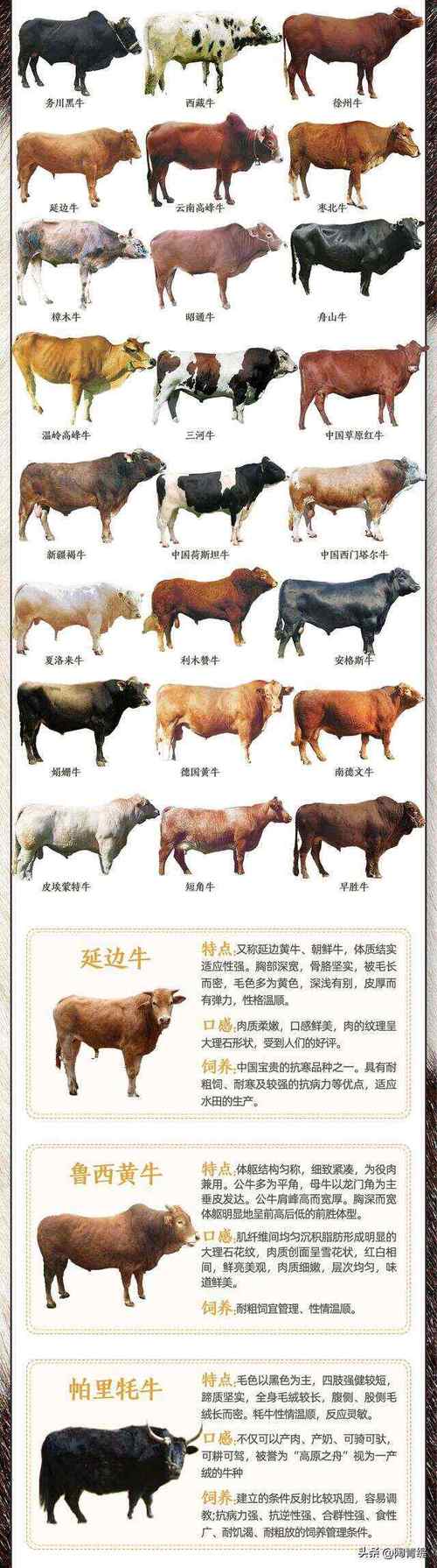 我国三大基础母牛品种有哪些？-第2张图片-宁夏农业信息网