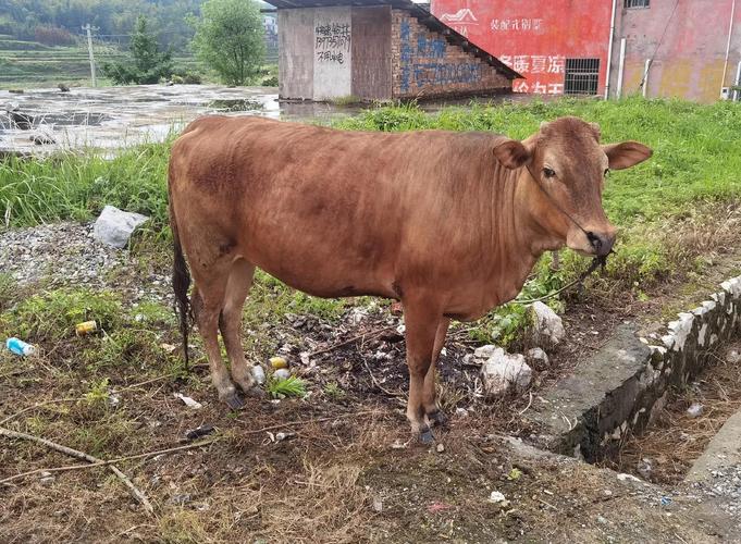 湖南适合养什么品种的牛？-第2张图片-宁夏农业信息网