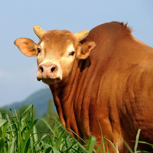 湖南适合养什么品种的牛？-第1张图片-宁夏农业信息网