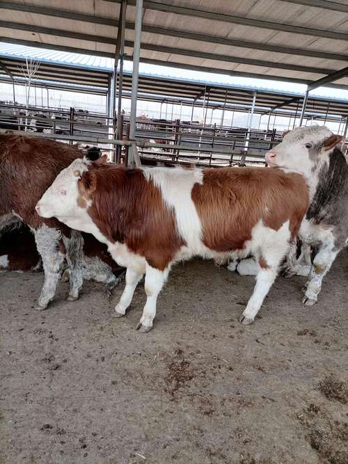 湖南适合养什么品种的牛？-第3张图片-宁夏农业信息网