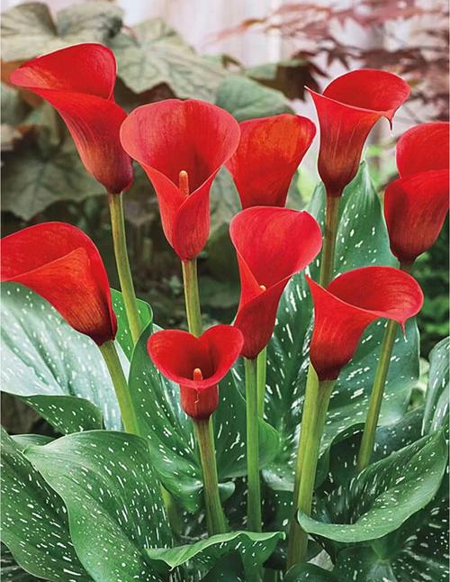 红色马蹄莲怎么养才开花？-第2张图片-宁夏农业信息网